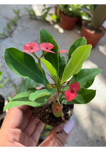 Hollanda Kökenli Red Sonali Dikenler Tacı Fidesi – Euphorbia Milii modelleri