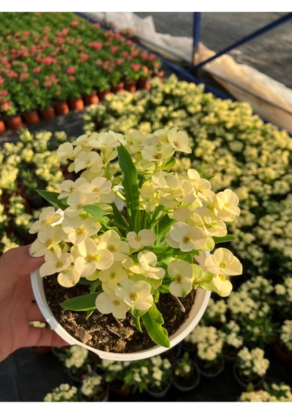 Hollanda Kökenli Primerose Yellow Dikenler Tacı Euphorbia Milii