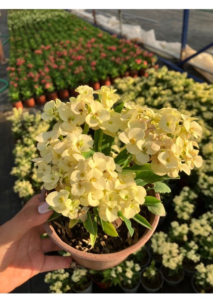 Hollanda Kökenli Primerose Yellow Dikenler Tacı Euphorbia Milii fırsatları