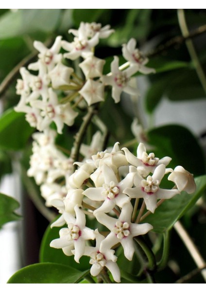 Hoya Australis Mum Çiçeği