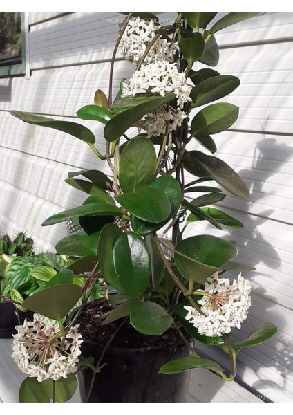 Hoya Australis Mum Çiçeği fiyatları