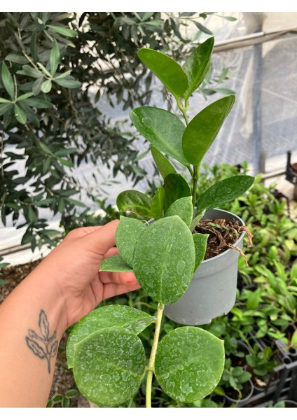 Hoya Australis Mum Çiçeği modelleri