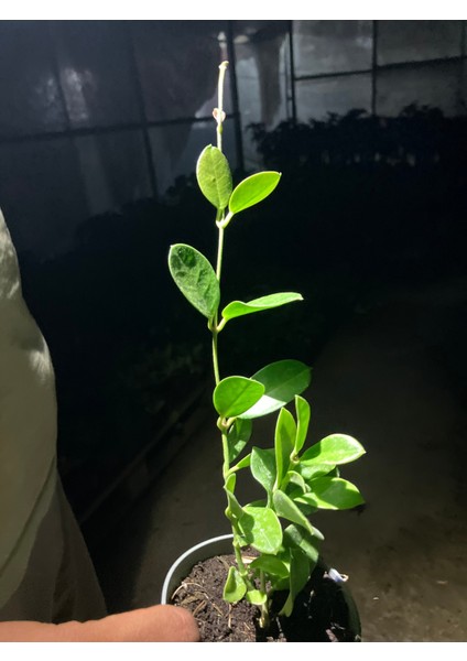 Hoya Australis Mum Çiçeği fırsatları