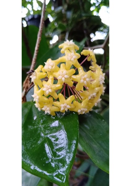 Hoya Carnosa Yellow Star Mum Çiçeği