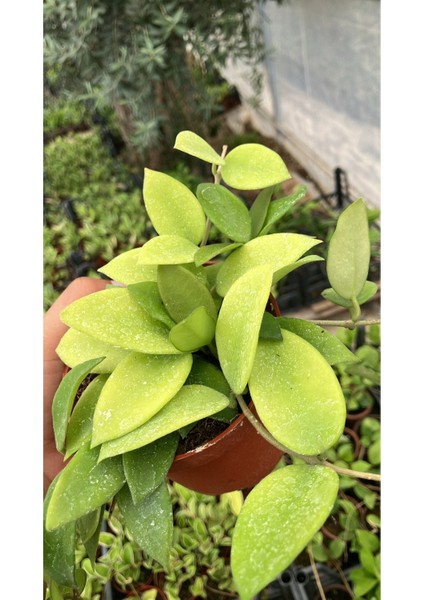 Hoya Carnosa Yellow Star Mum Çiçeği fiyatları