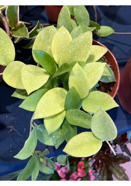 Hoya Carnosa Yellow Star Mum Çiçeği modelleri