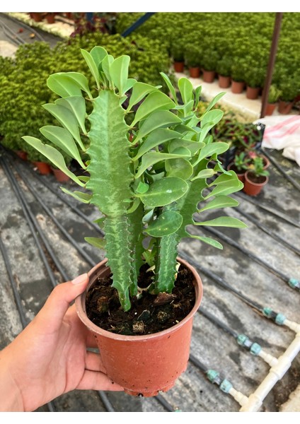 Afrika Süt Ağacı (Euphorbia Trigona)
