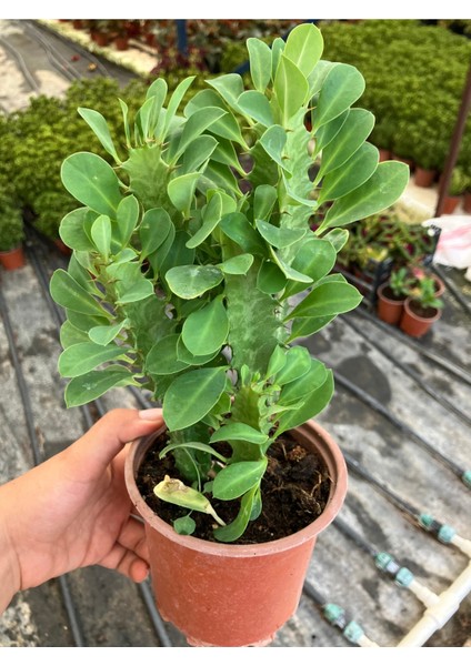 Afrika Süt Ağacı (Euphorbia Trigona) fiyatları