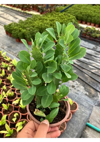 Afrika Süt Ağacı (Euphorbia Trigona) fırsatları