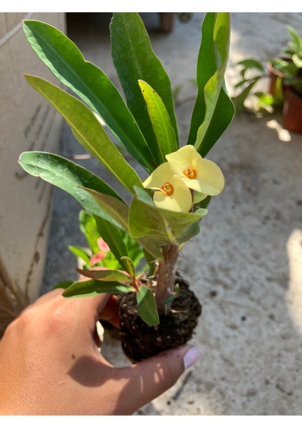 Thailand Kökenli Yellow Butterfly Dikenler Tacı Fidesi – Euphorbia Milii fiyatları