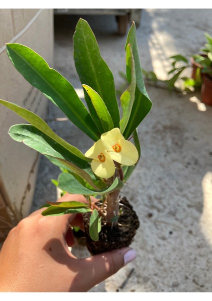 Thailand Kökenli Yellow Butterfly Dikenler Tacı Fidesi – Euphorbia Milii fırsatları