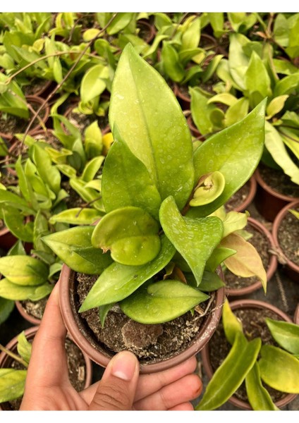 Hoya Pubycalix Black Dragon Mum Çiçeği modelleri