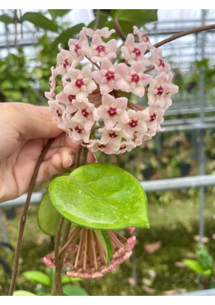Hoya Carnosa Chelsea Mum Çiçeği