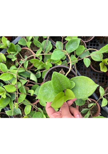 Hoya Carnosa Chelsea Mum Çiçeği modelleri