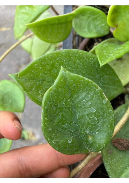 Hoya Carnosa Chelsea Mum Çiçeği fırsatları