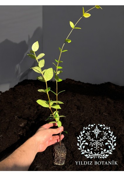 Kokulu Arap Yasemini Sarmaşığı Fidanı Rhyncospermum Jasminoides 40-50 cm