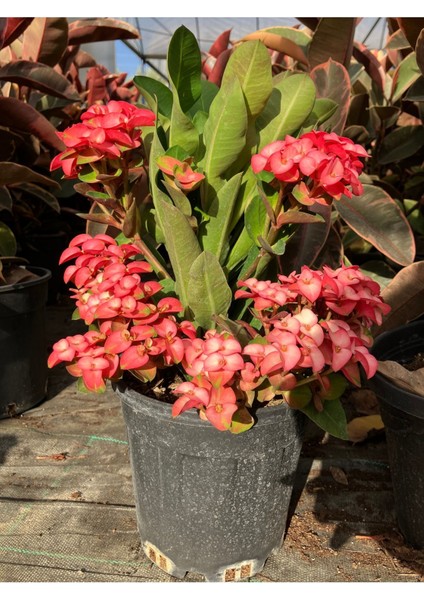 Thailand Kökenli Butterfly Princess Dikenler Tacı Euphorbia Milii