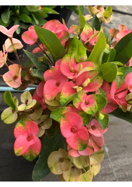 Thailand Kökenli Pink Sonia Dikenler Tacı Euphorbia Milii modelleri