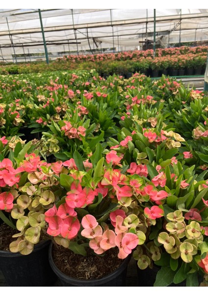 Thailand Kökenli Pink Sonia Dikenler Tacı Euphorbia Milii fırsatları