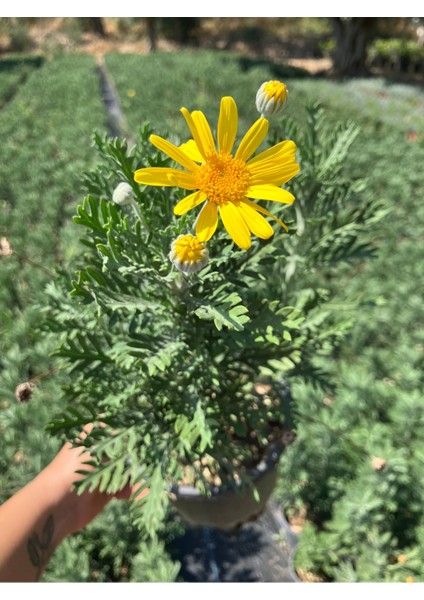 Aromatik Çalı Papatyası (Argyranthemum frutescens)