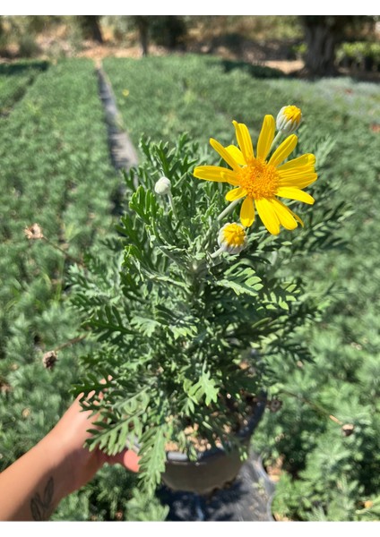 Aromatik Çalı Papatyası (Argyranthemum frutescens) fiyatları