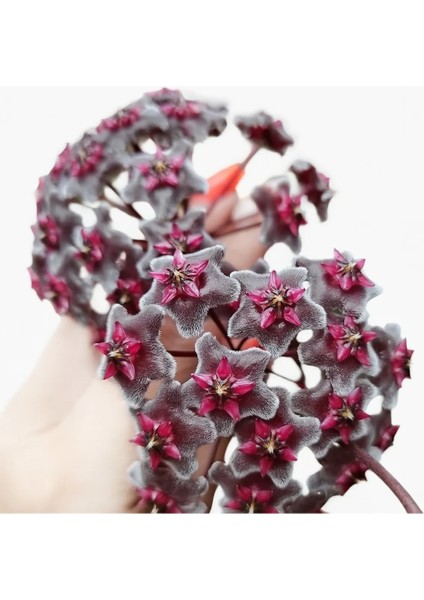 Hoya Pubicalyx Red Buttons Mum Çiçeği H165