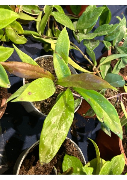 Hoya Pubicalyx Red Buttons Mum Çiçeği H165
