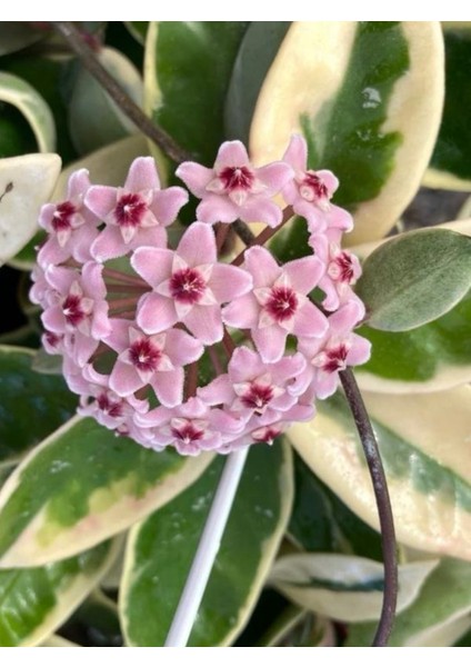 Hoya Carnosa Krimson Queen Mum Çiçeği
