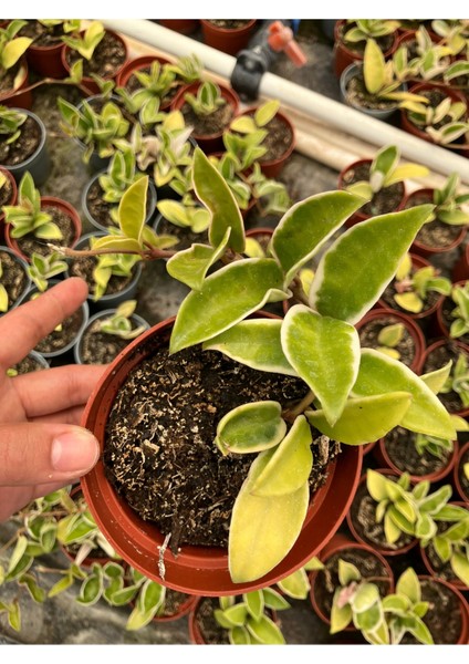 Hoya Carnosa Krimson Queen Mum Çiçeği fırsatları