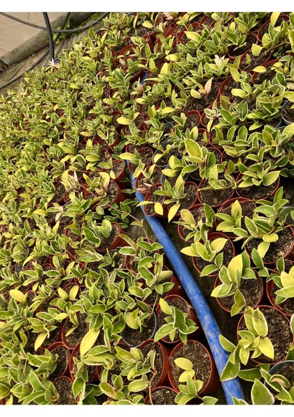 Hoya Carnosa Krimson Queen Mum Çiçeği indirimleri