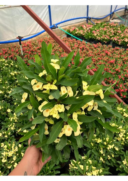 Thailand Kökenli Yellow Butterfly Dikenler Tacı Euphorbia Milii Büyük