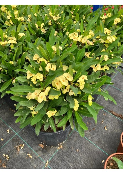 Thailand Kökenli Yellow Butterfly Dikenler Tacı Euphorbia Milii Büyük fiyatları