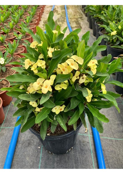 Thailand Kökenli Yellow Butterfly Dikenler Tacı Euphorbia Milii Büyük modelleri