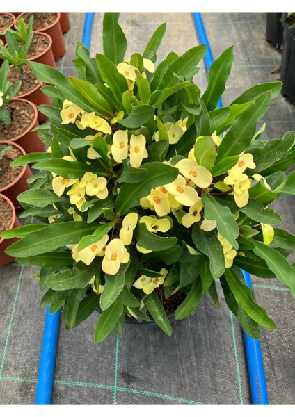 Thailand Kökenli Yellow Butterfly Dikenler Tacı Euphorbia Milii Büyük fırsatları