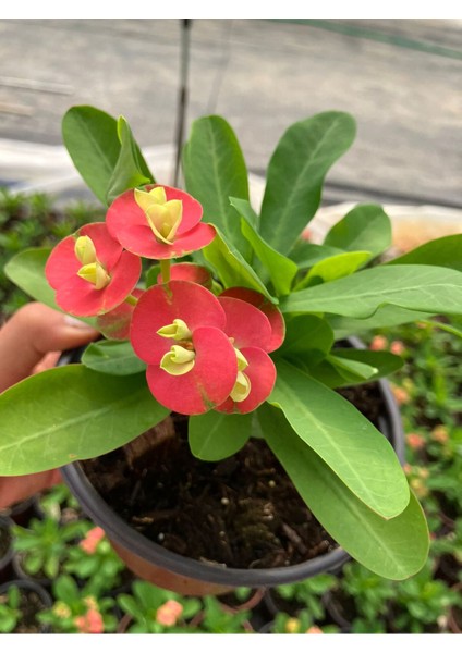 Thailand Kökenli Red Inferno Dikenler Tacı Euphorbia Milii