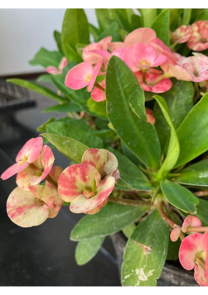 Hollanda Kökenli Pink Splash Dikenler Tacı Euphorbia Milii