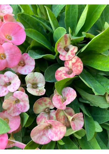 Hollanda Kökenli Pink Splash Dikenler Tacı Euphorbia Milii fiyatları