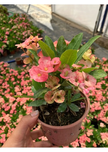 Hollanda Kökenli Pink Splash Dikenler Tacı Euphorbia Milii modelleri