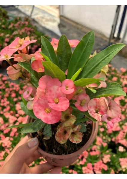 Hollanda Kökenli Pink Splash Dikenler Tacı Euphorbia Milii fırsatları