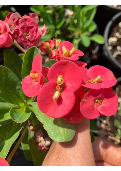 Thailand Kökenli Red Inferno Dikenler Tacı Euphorbia Milii modelleri