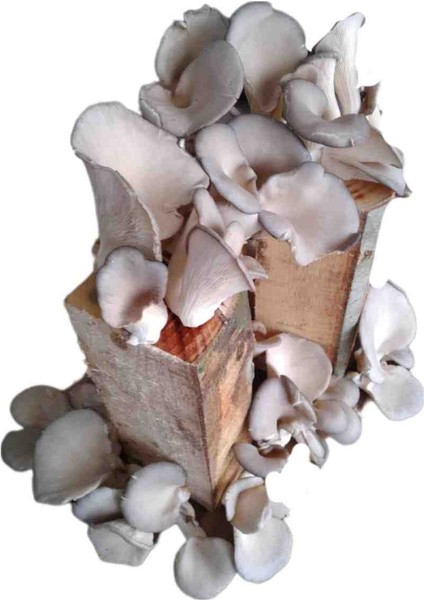 Istiridye Kavak Mantarı Deneme Hobi Kiti