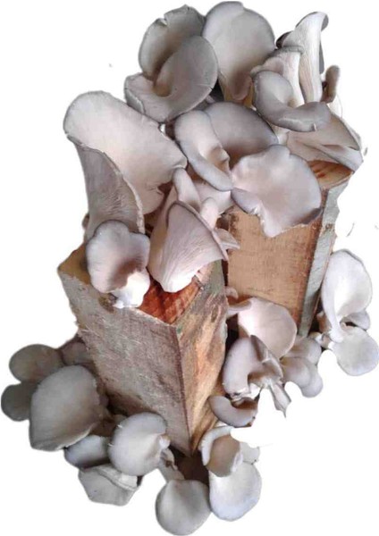 Istiridye Kavak Mantarı Deneme Hobi Kiti fiyatları