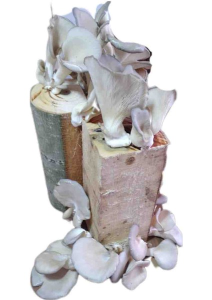 Istiridye Kavak Mantarı Deneme Hobi Kiti modelleri