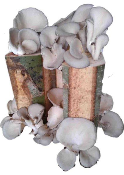 Istiridye Kavak Mantarı Deneme Hobi Kiti fırsatları