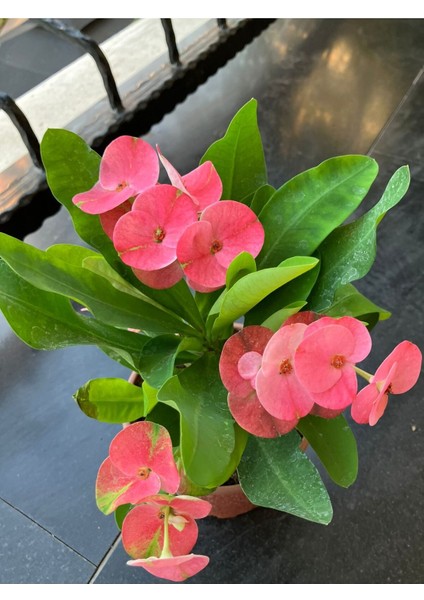 Tayland Kökenli Pink Sonia Dikenler Tacı Euphorbia Milii