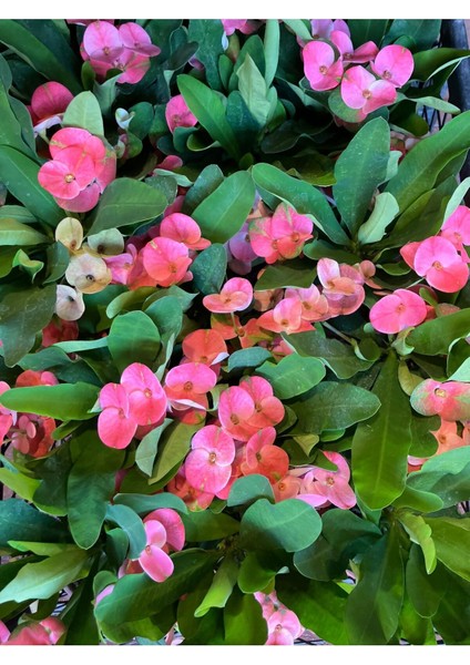Tayland Kökenli Pink Sonia Dikenler Tacı Euphorbia Milii fiyatları