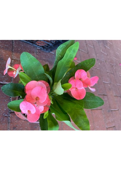 Tayland Kökenli Pink Sonia Dikenler Tacı Euphorbia Milii fırsatları