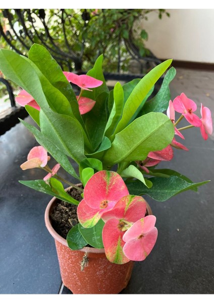 Tayland Kökenli Pink Sonia Dikenler Tacı Euphorbia Milii indirimleri
