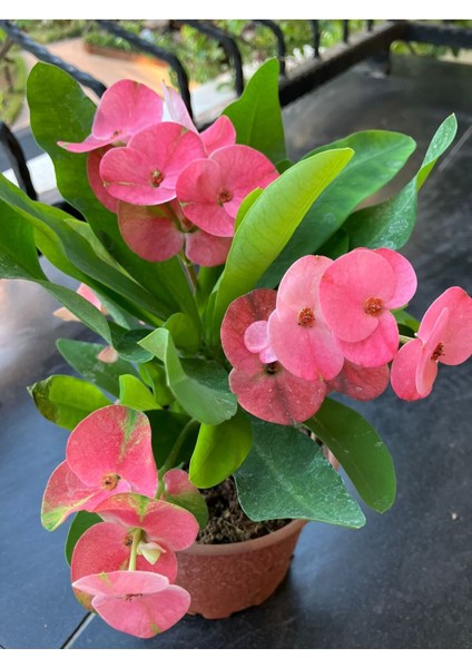 Tayland Kökenli Pink Sonia Dikenler Tacı Euphorbia Milii