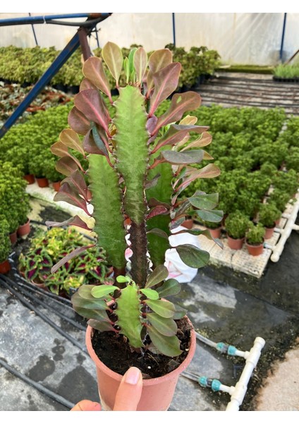 Kırmızı Afrika Süt Ağacı (Euphorbia Trigona ‘rubra’)